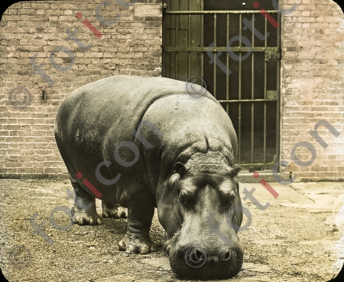 Nilpferd | Hippo - Foto foticon-simon-167-018.jpg | foticon.de - Bilddatenbank für Motive aus Geschichte und Kultur